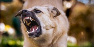 Zdenerwowany pies z otwartą paszczą pokazujący kły.