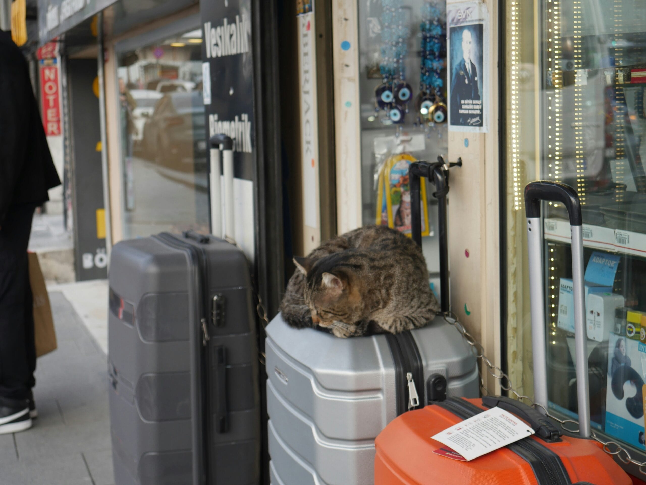 Zdjęcie walizki z kotem na niej