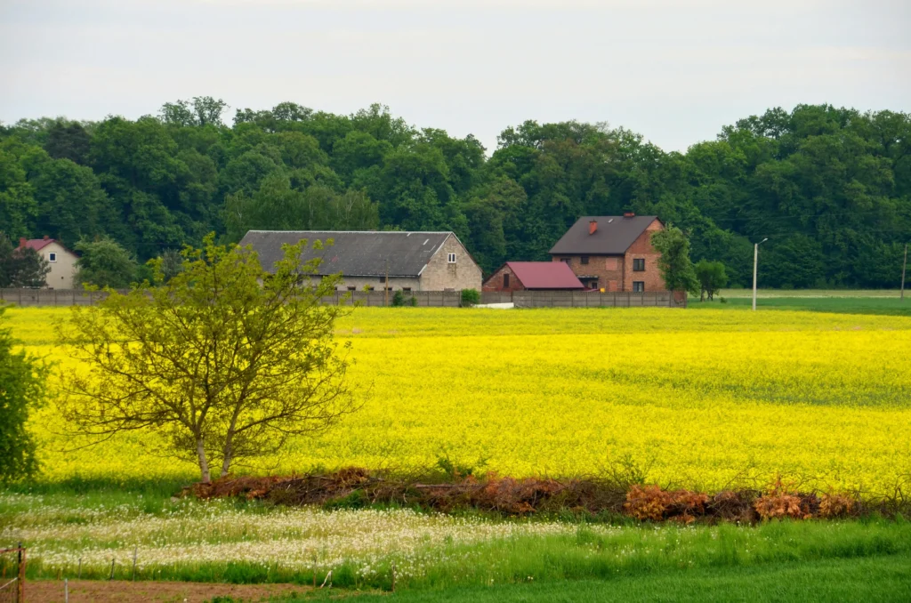 zdjęcie przedstawia gospodarstwo wiejskie na tle lasu