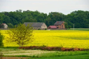 zdjęcie przedstawia gospodarstwo wiejskie na tle lasu