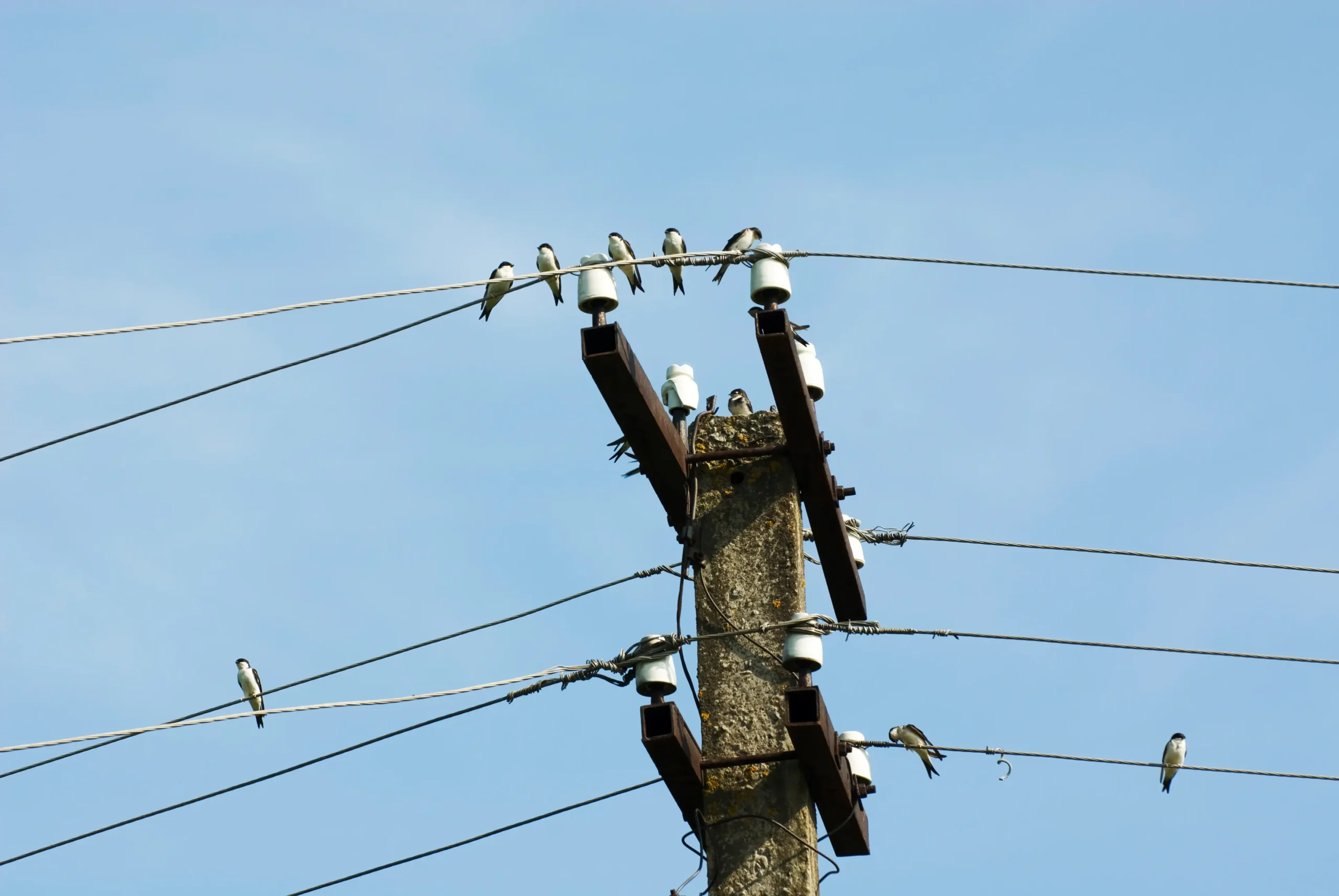 Zdjęcie przedstawia słup energetyczny na którym siedzą jaskółki.